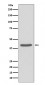 Anti-SIRT2/Sirtuin 2 Rabbit Monoclonal Antibody